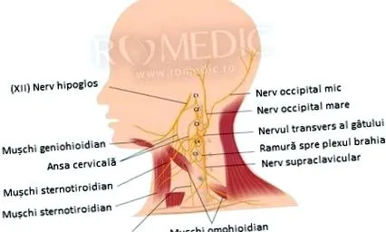cervical