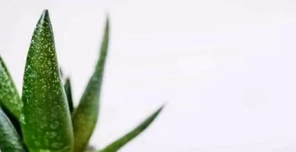 lehet aloe