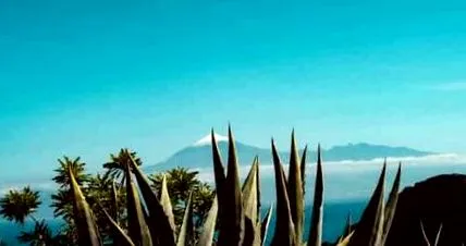 vera-val aloe