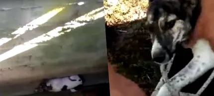 akit állatorvos