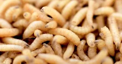 férgek