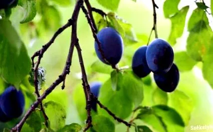 vitamine sunt