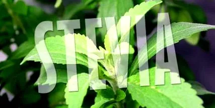 xylitol stevia