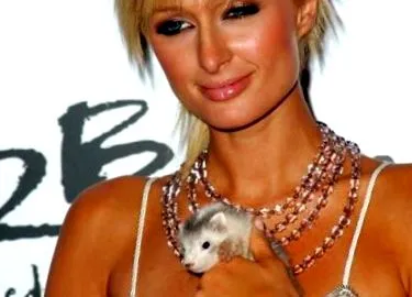 paris hilton