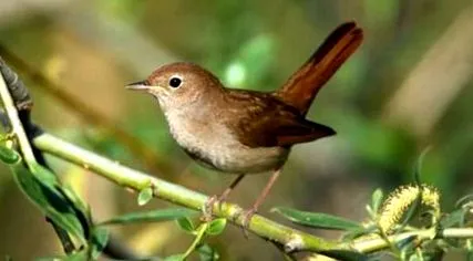 nightingale