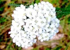глушец