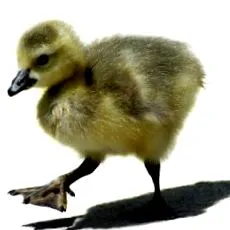 naposcsibék