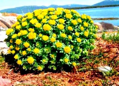 розова родиола