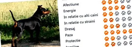 törpe fajta