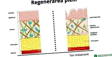 regenerációja
