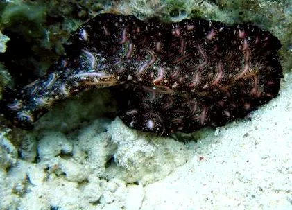laposférgek laposférgek