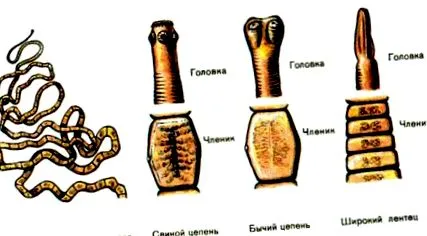 цревни лекови