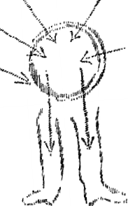 steiner