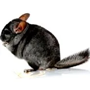 csincsilla
