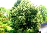 багрем japonica