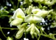 saphora japonica
