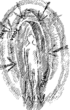steiner