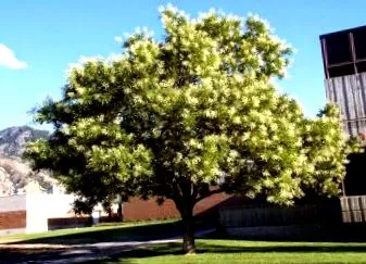 japonica saphora