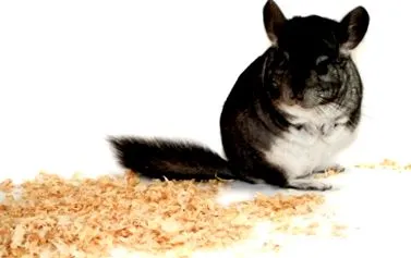 csincsilla