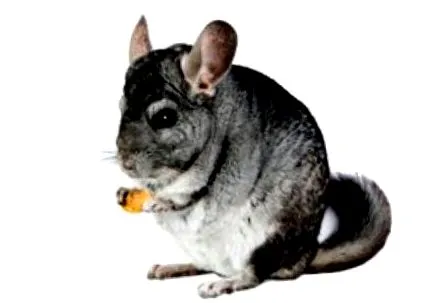Chinchilla brevicaudata