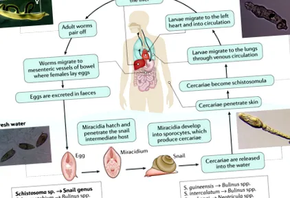 Schistosomiasis vakcina fejlesztése