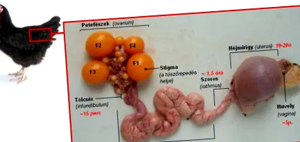 fecalelor tehnica