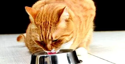 tippek