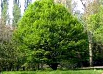 есенната означава