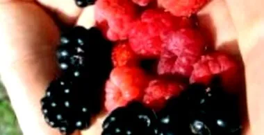magát blueberries