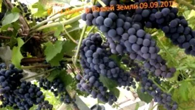 грозје