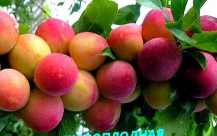 китайські китайські