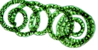 spirulina