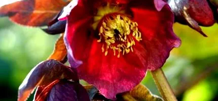 helleborus