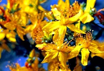 звіробій переваги