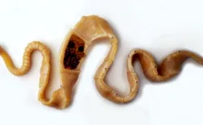 szarvasmarha