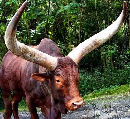 galandféreg bika