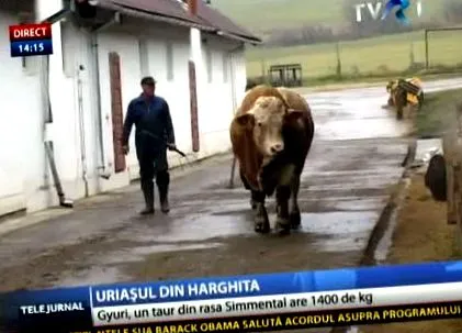 gazdák