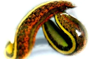 típusai