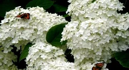 hortenzia