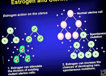 endometru