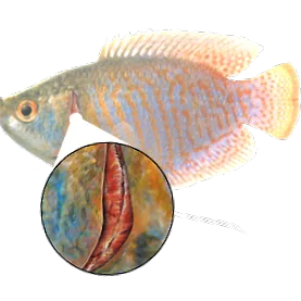 draselného