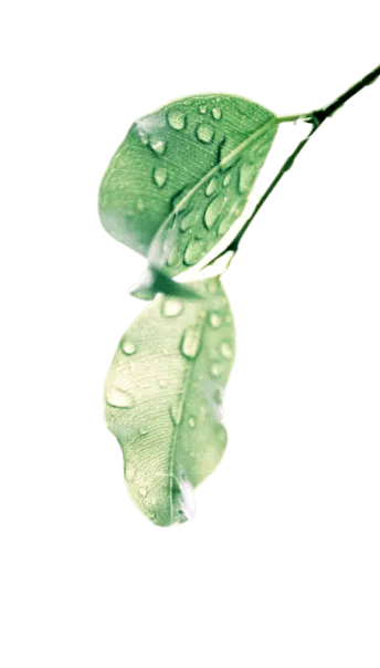ecovit