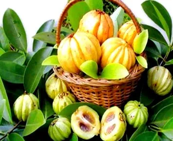 cambogia extract