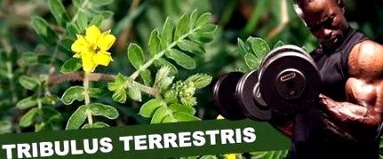 terrestris