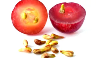 sajtolt