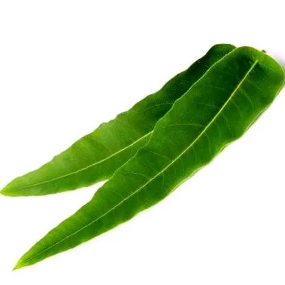 aromateria