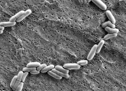 optibacprobiotics