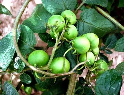 csíra burgonya