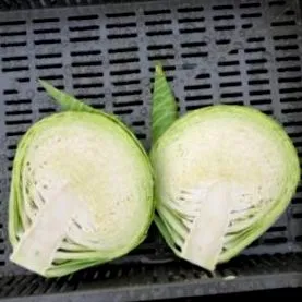 ancoma