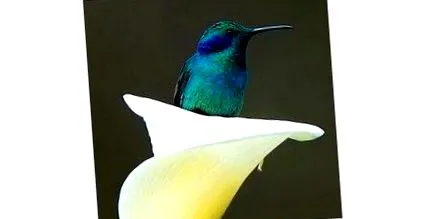 római